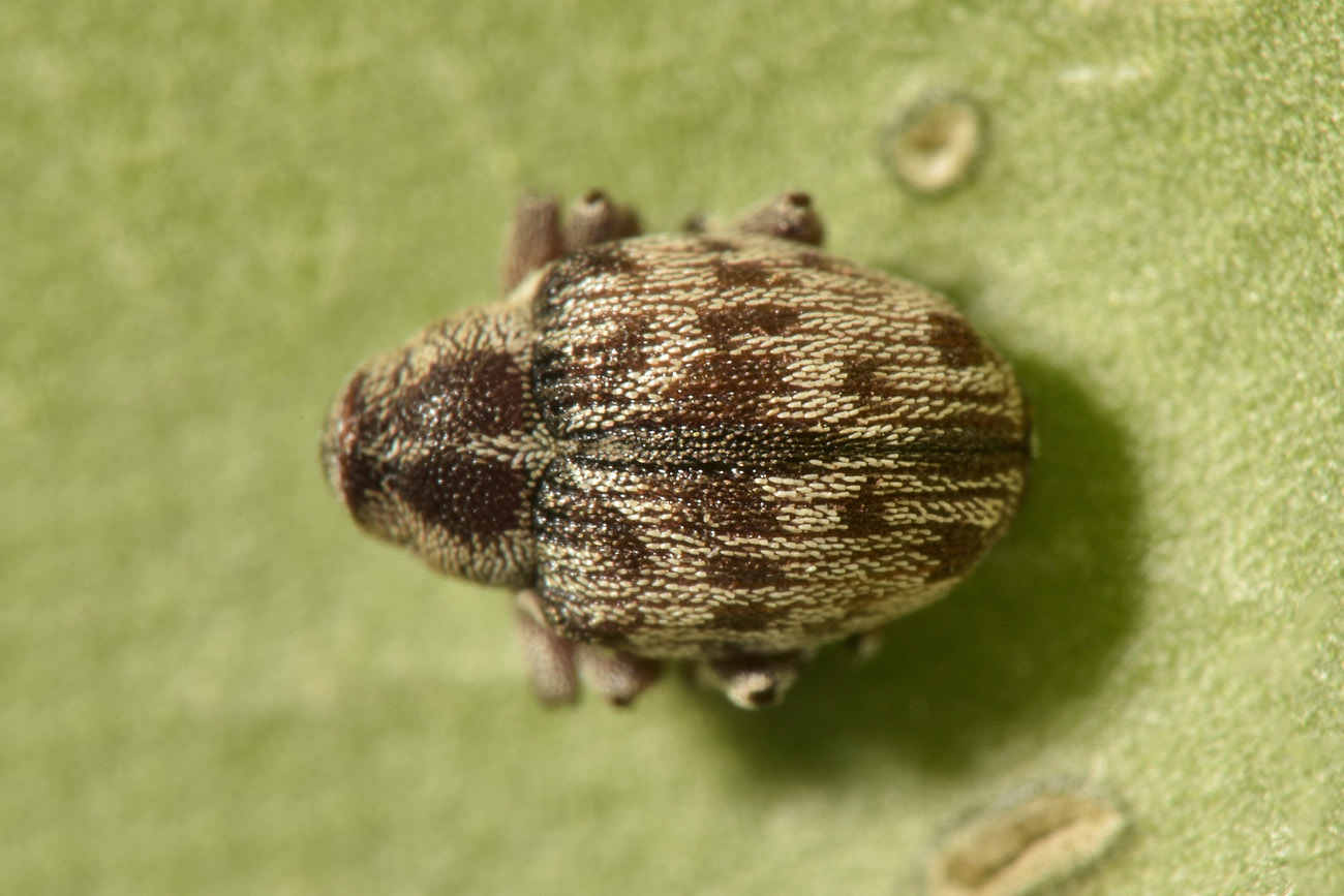 Curculionidae: Coeliodes sp?